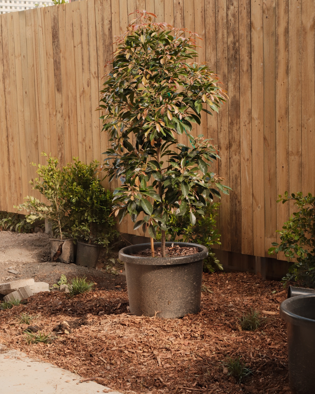 Commercial landscaping project Capalaba Brisbane QLD — MJ GreenGuard