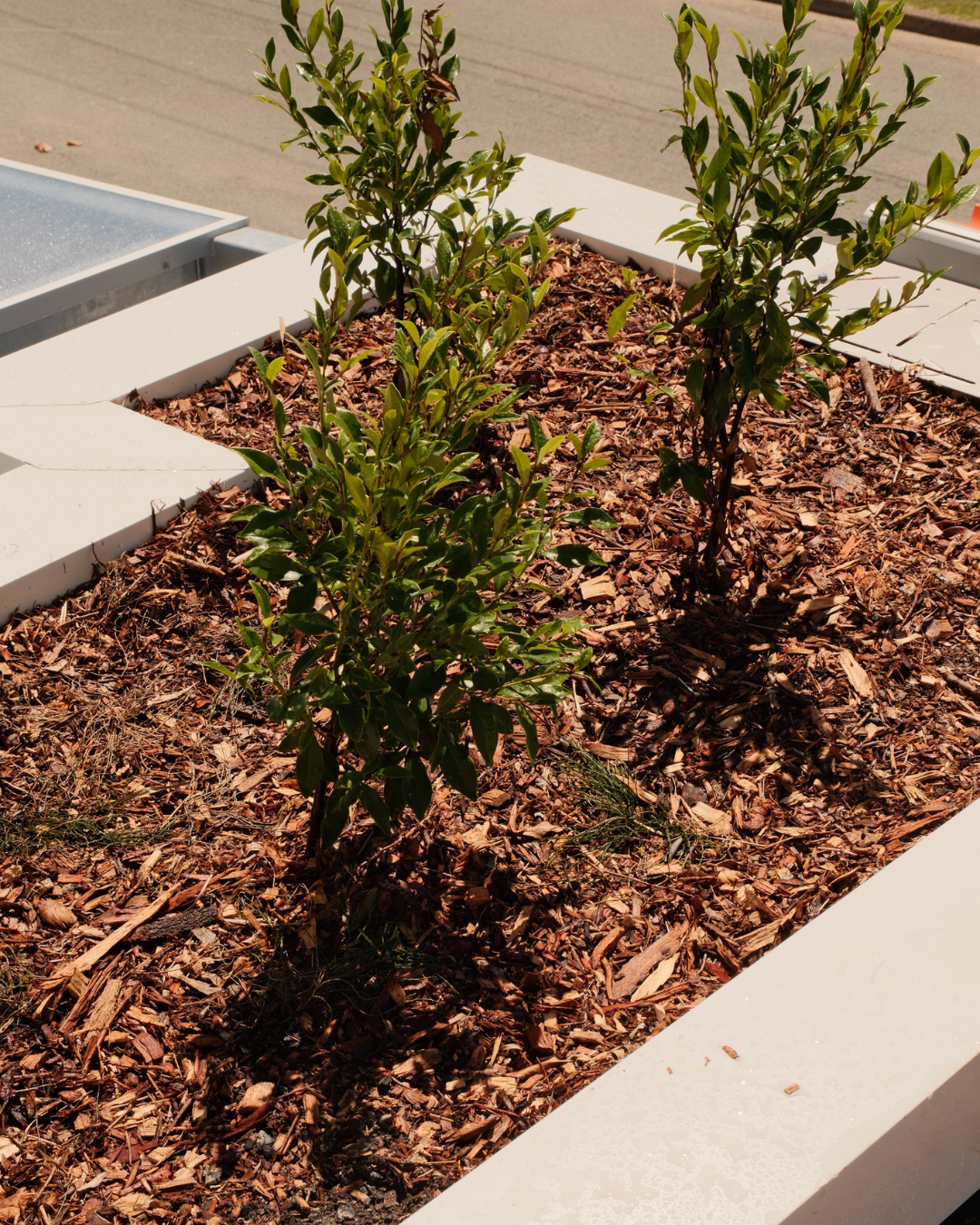 Commercial landscaping project Capalaba Brisbane QLD — MJ GreenGuard