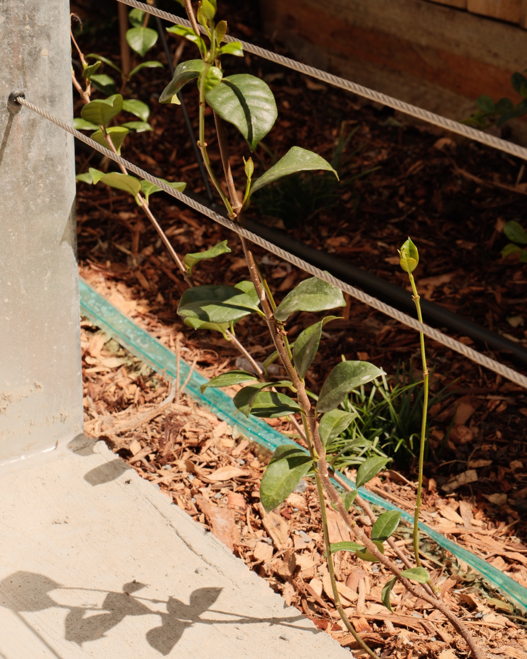 Commercial landscaping project Capalaba Brisbane QLD — MJ GreenGuard